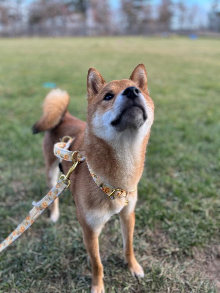 Sokka, a Adoptable Shiba Inu in Barron, WI image 2/6