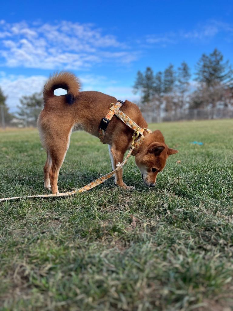 Sokka, a Adoptable Shiba Inu in Barron, WI image 3/6