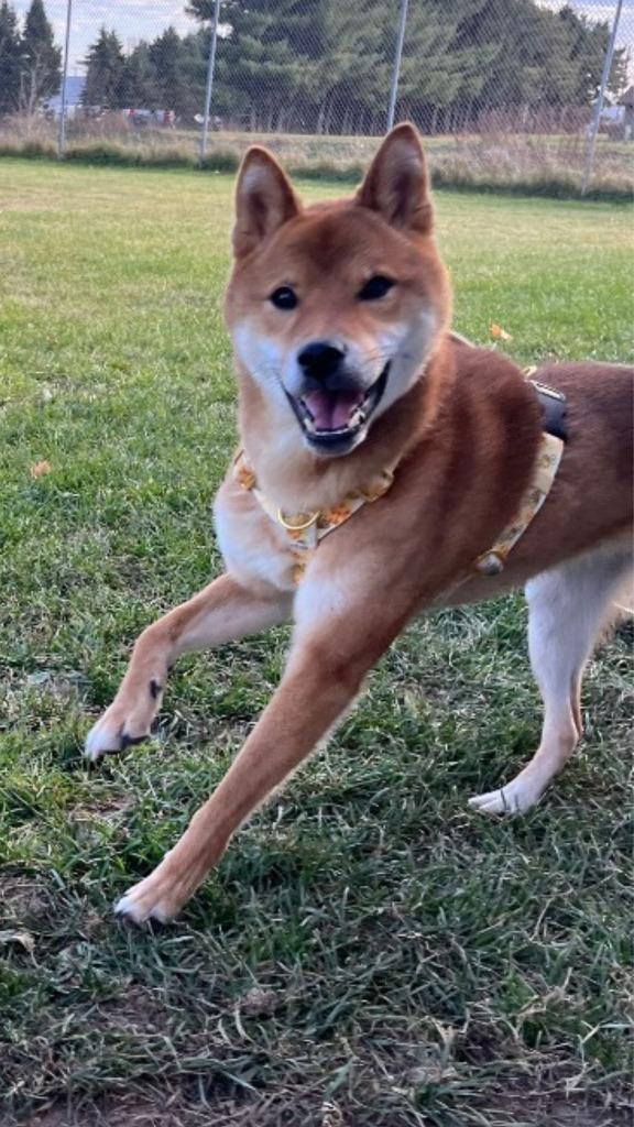 Sokka, a Adoptable Shiba Inu in Barron, WI image 4/6