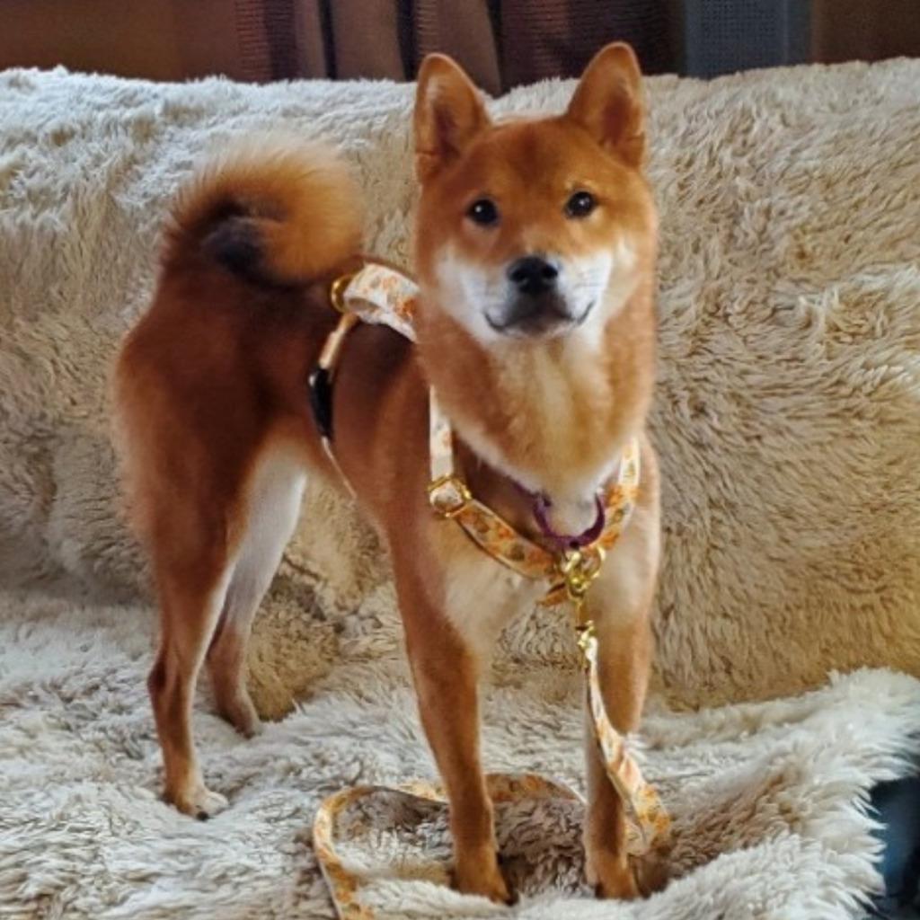 Sokka, a Adoptable Shiba Inu in Barron, WI image 5/6
