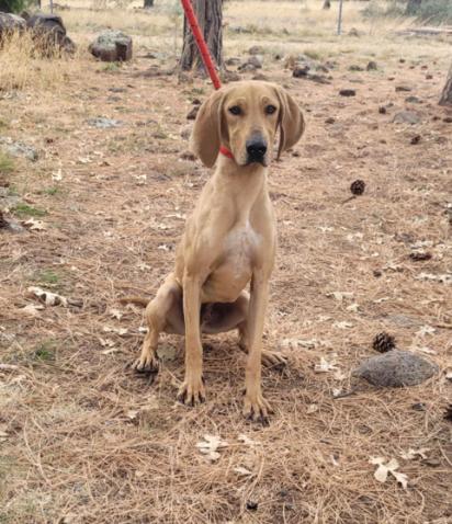 Scottie, Adoptable, Adult Male Hound.