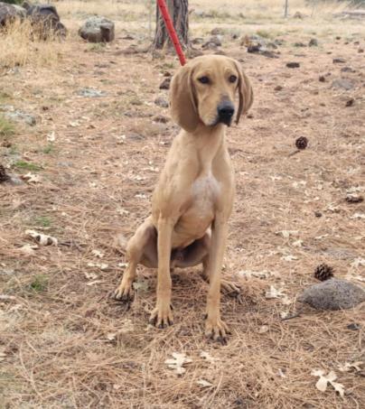 Scottie, a Adoptable mixed breed in Lakeside, AZ image 2/2