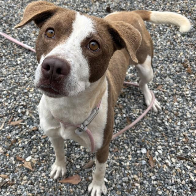 VALERIE, Adoptable, Young Female Pit Bull Terrier & Mixed Breed.