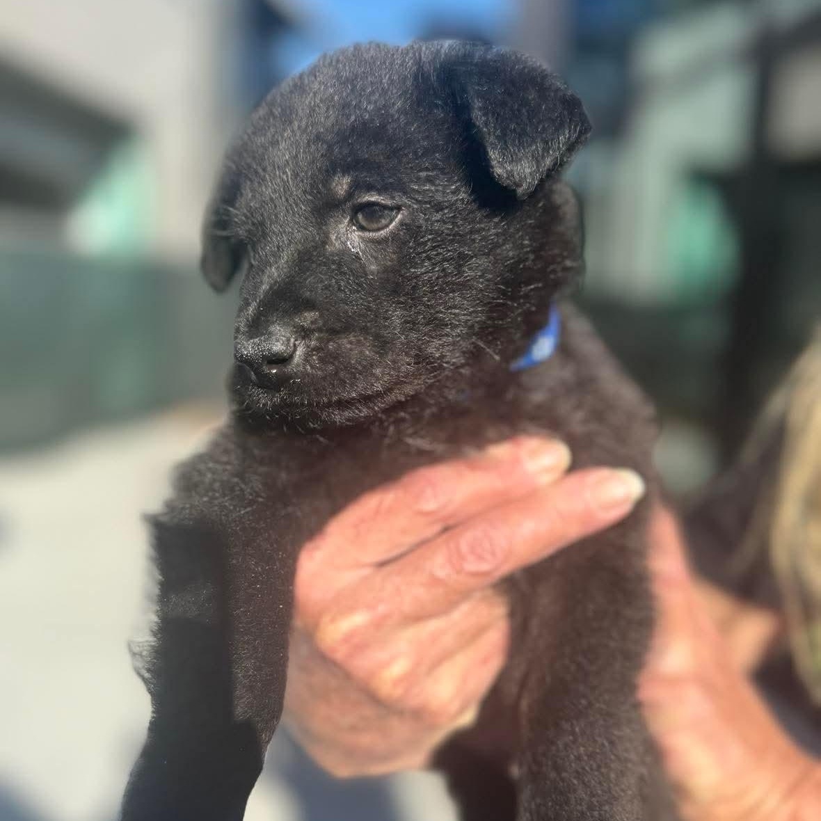Enlarge Cocoa, a ADOPTABLE mixed breed in Wando, SC image 3/4