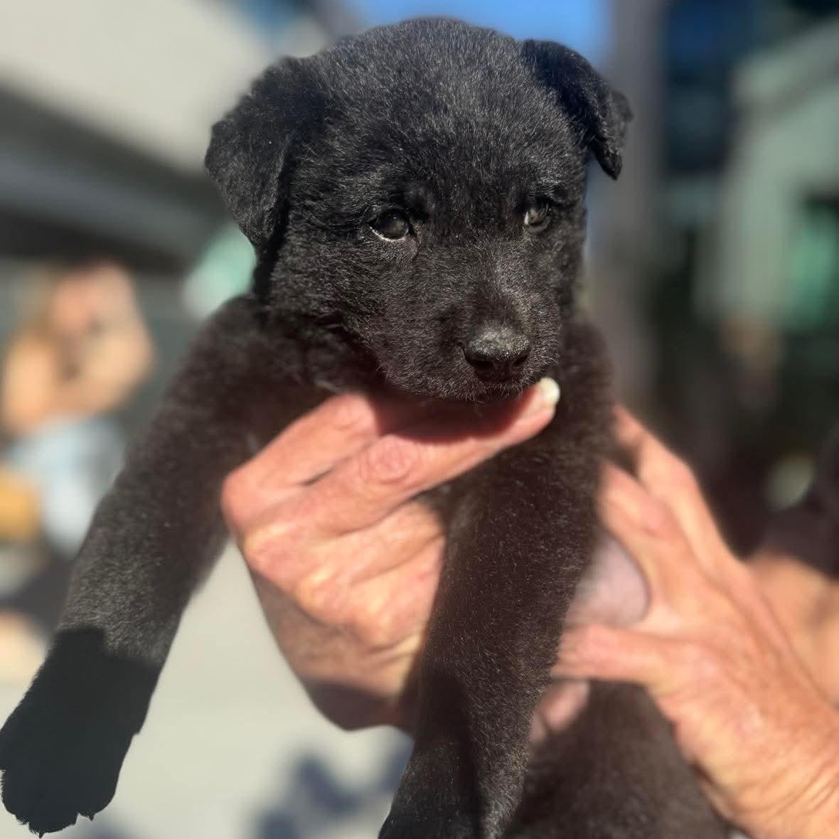 Enlarge Cocoa, a ADOPTABLE mixed breed in Wando, SC image 4/4