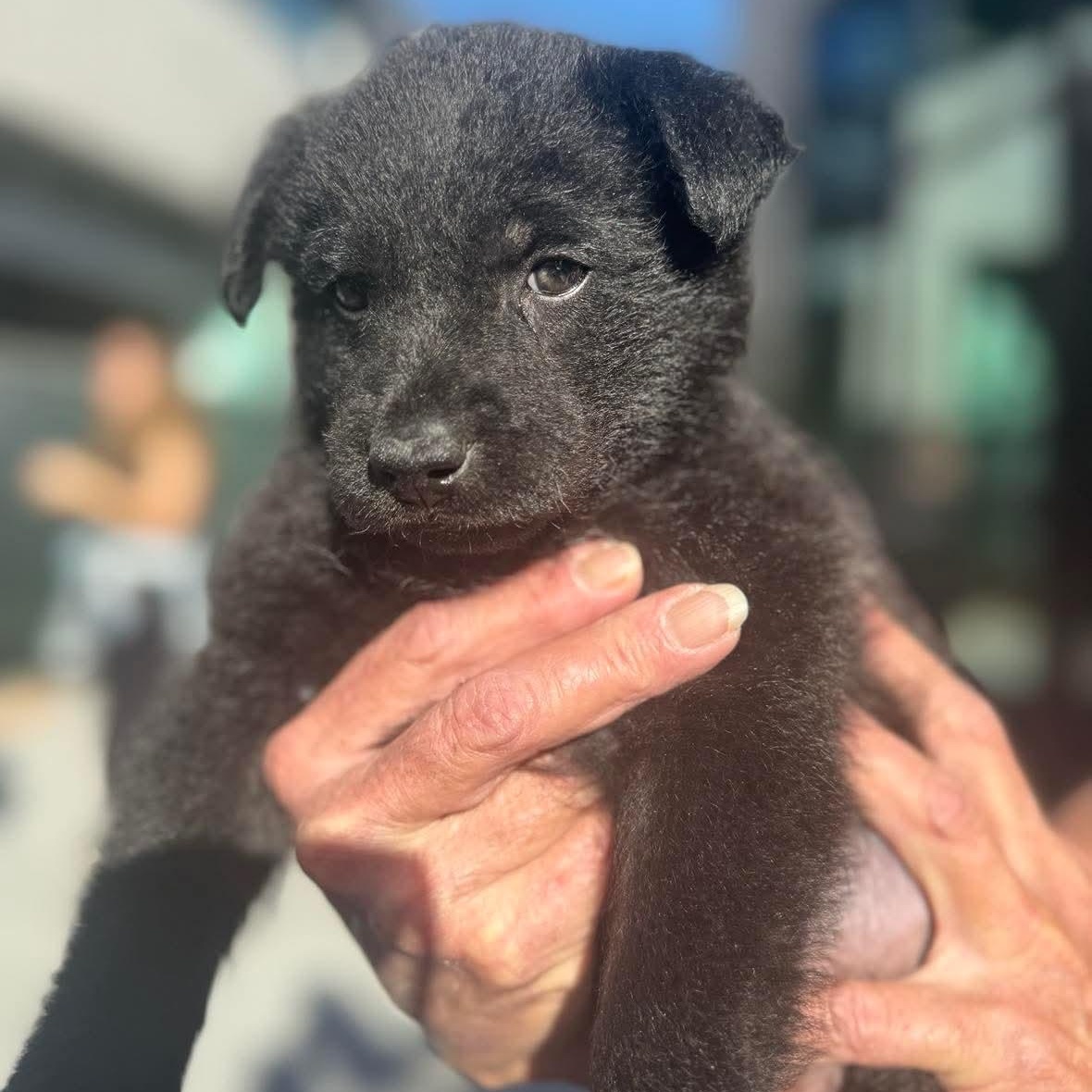 Cocoa, ADOPTABLE, Puppy Male Labrador Retriever & Border Collie.