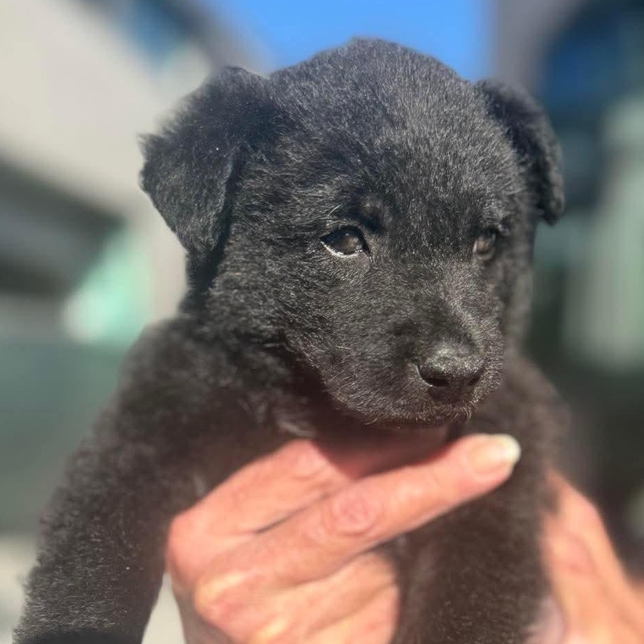 Enlarge Cocoa, a ADOPTABLE mixed breed in Wando, SC image 2/4