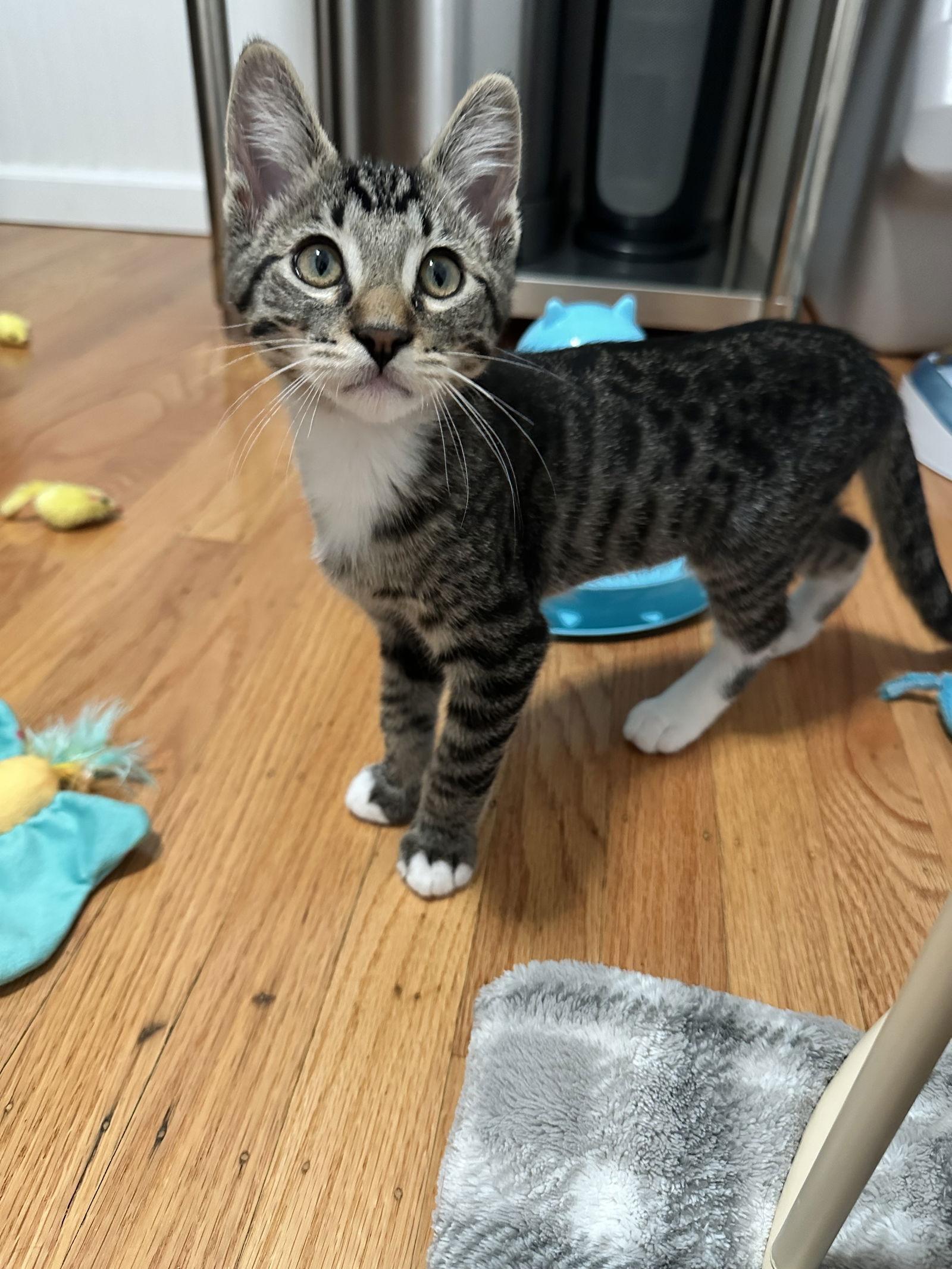 Sammy, a Adopted Domestic Short Hair in Davis, CA image 1/3