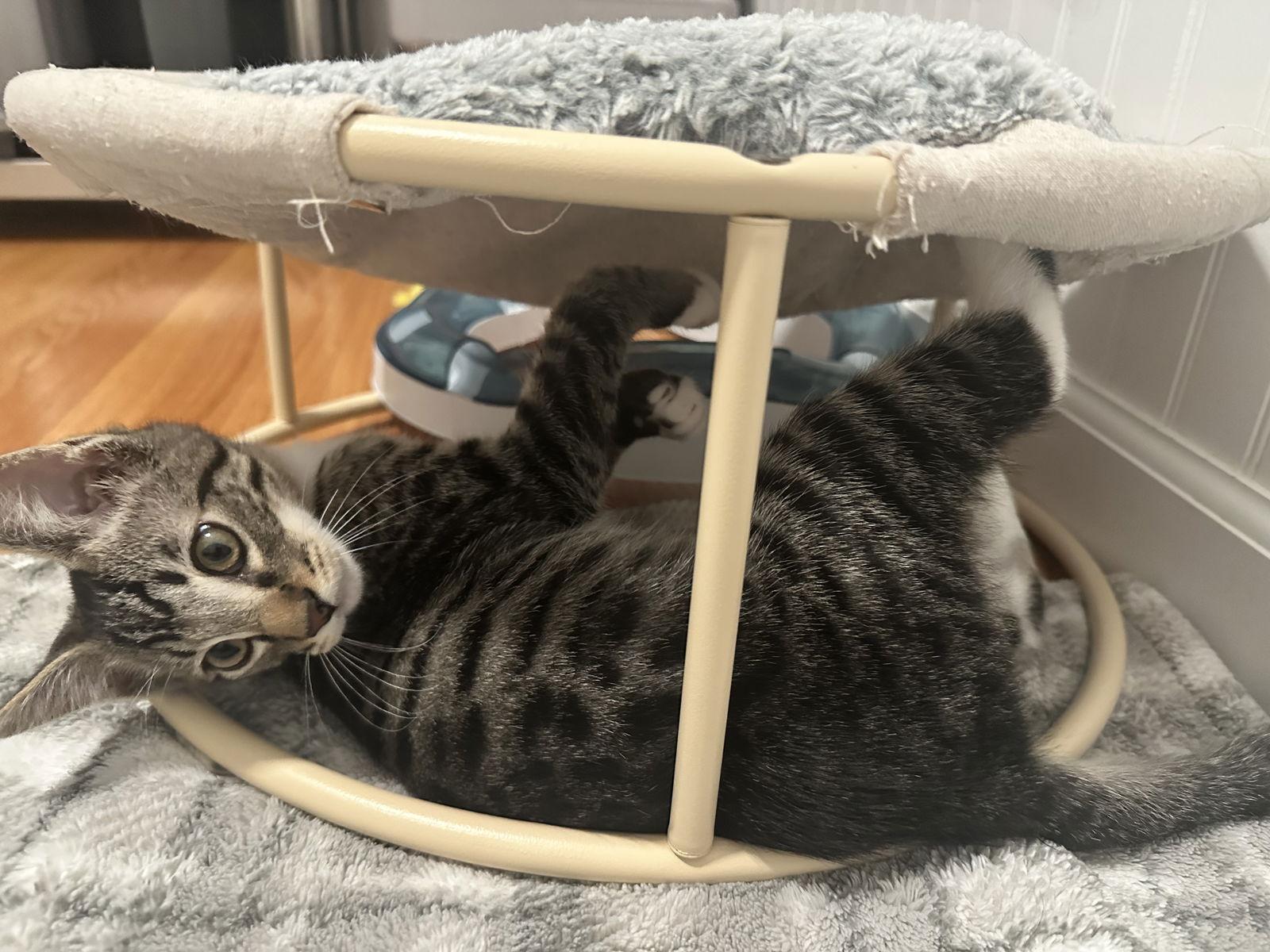 Enlarge Sammy, a Adoptable Domestic Short Hair in Davis, CA image 1/3