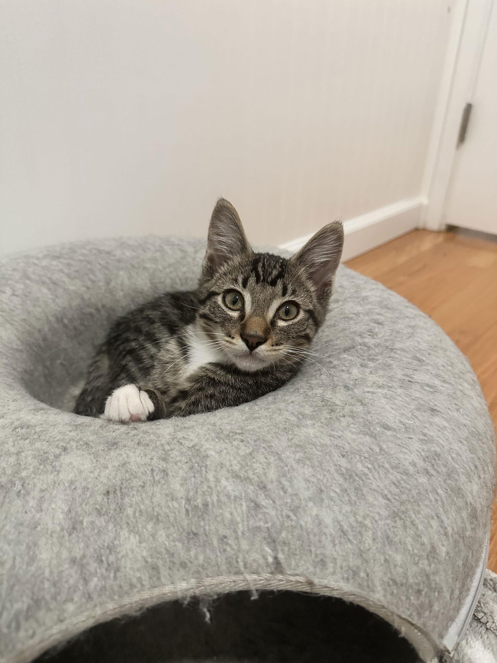 Enlarge Sammy, a Adoptable Domestic Short Hair in Davis, CA image 2/3