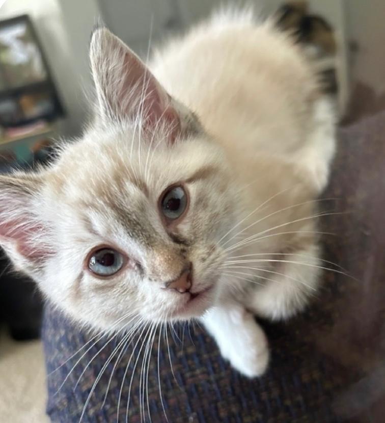 Chai, adopted, Kitten Male Siamese.