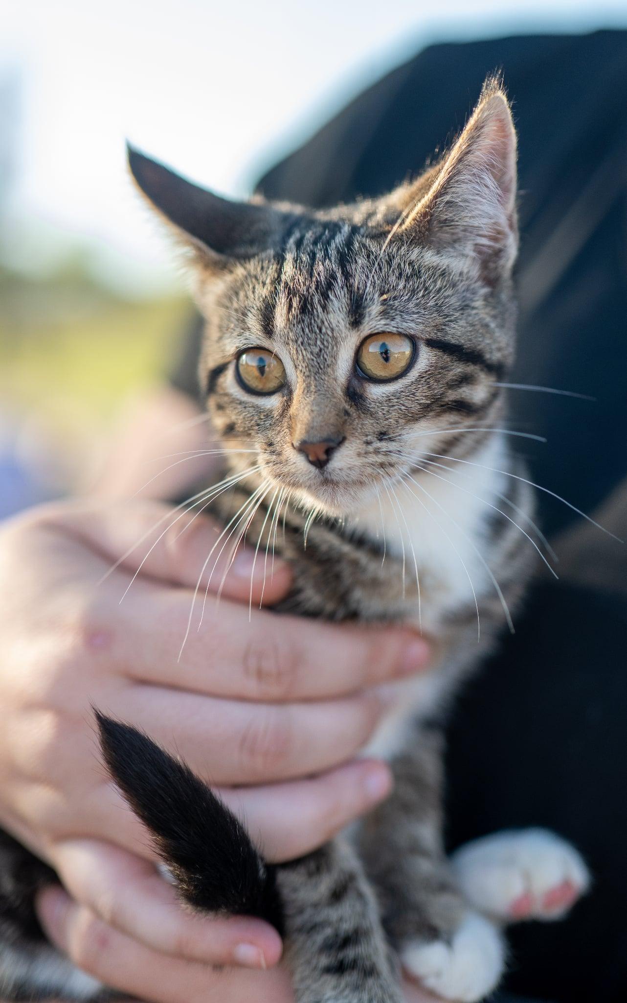 Enlarge Marsha, a Adoptable Domestic Short Hair in Valley City, ND image 4/5