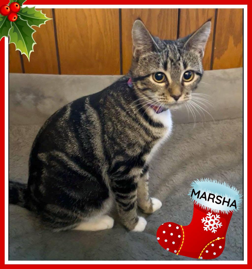 Enlarge Marsha, a Adoptable Domestic Short Hair in Valley City, ND image 2/5