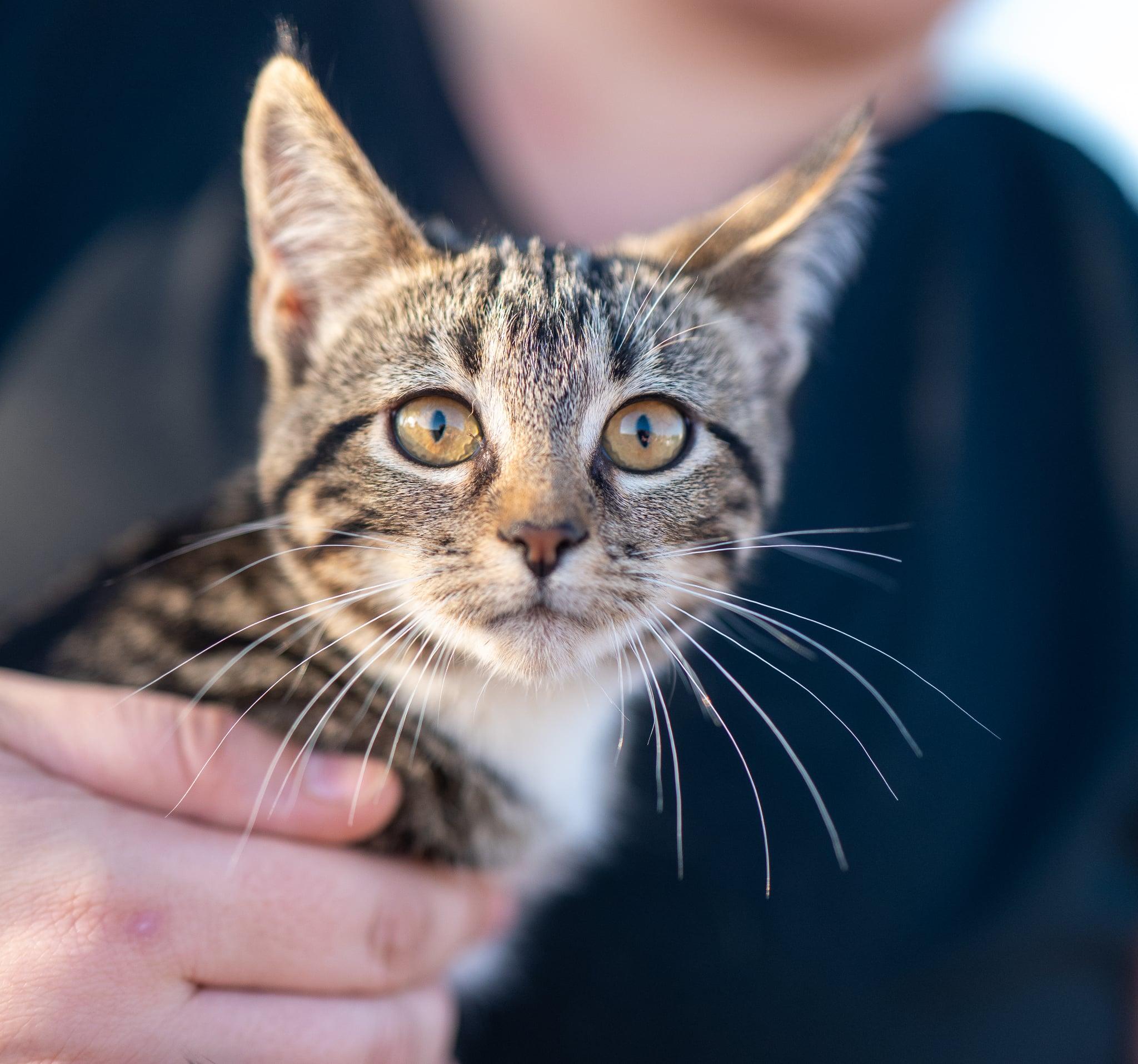 Enlarge Marsha, a Adoptable Domestic Short Hair in Valley City, ND image 5/5