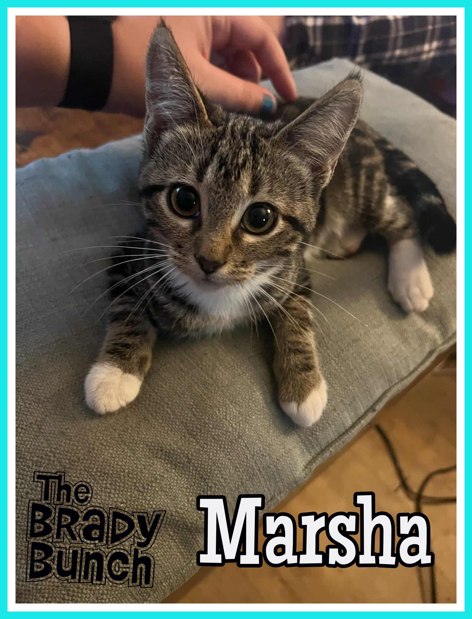 Enlarge Marsha, a Adoptable Domestic Short Hair in Valley City, ND image 3/5