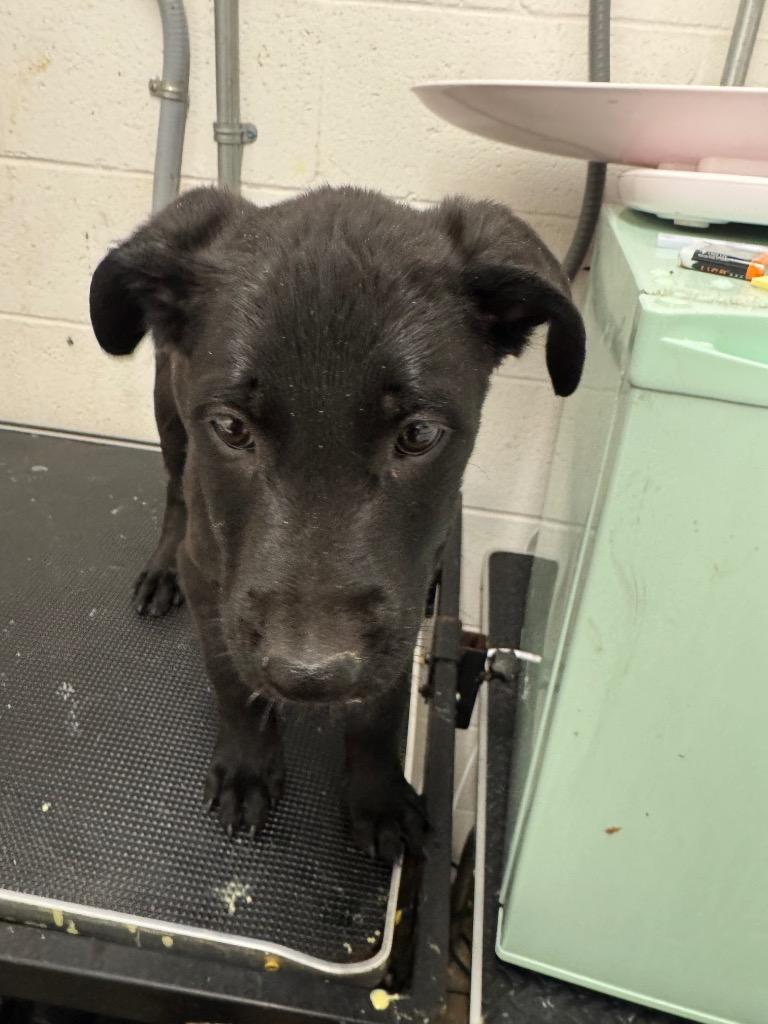 Amelia-Adoptable Awaiting S/Nis, Adoptable, Puppy Female Labrador Retriever.