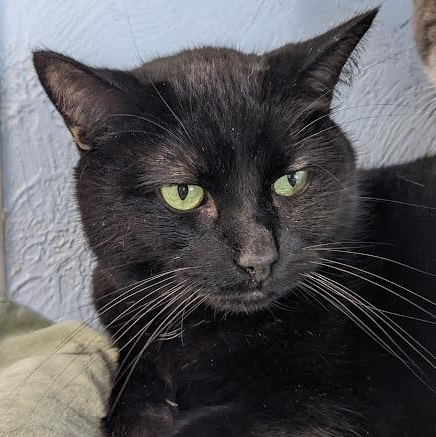 Enlarge Nabe, an adopted Domestic Short Hair in Shippenville, PA image 3/4