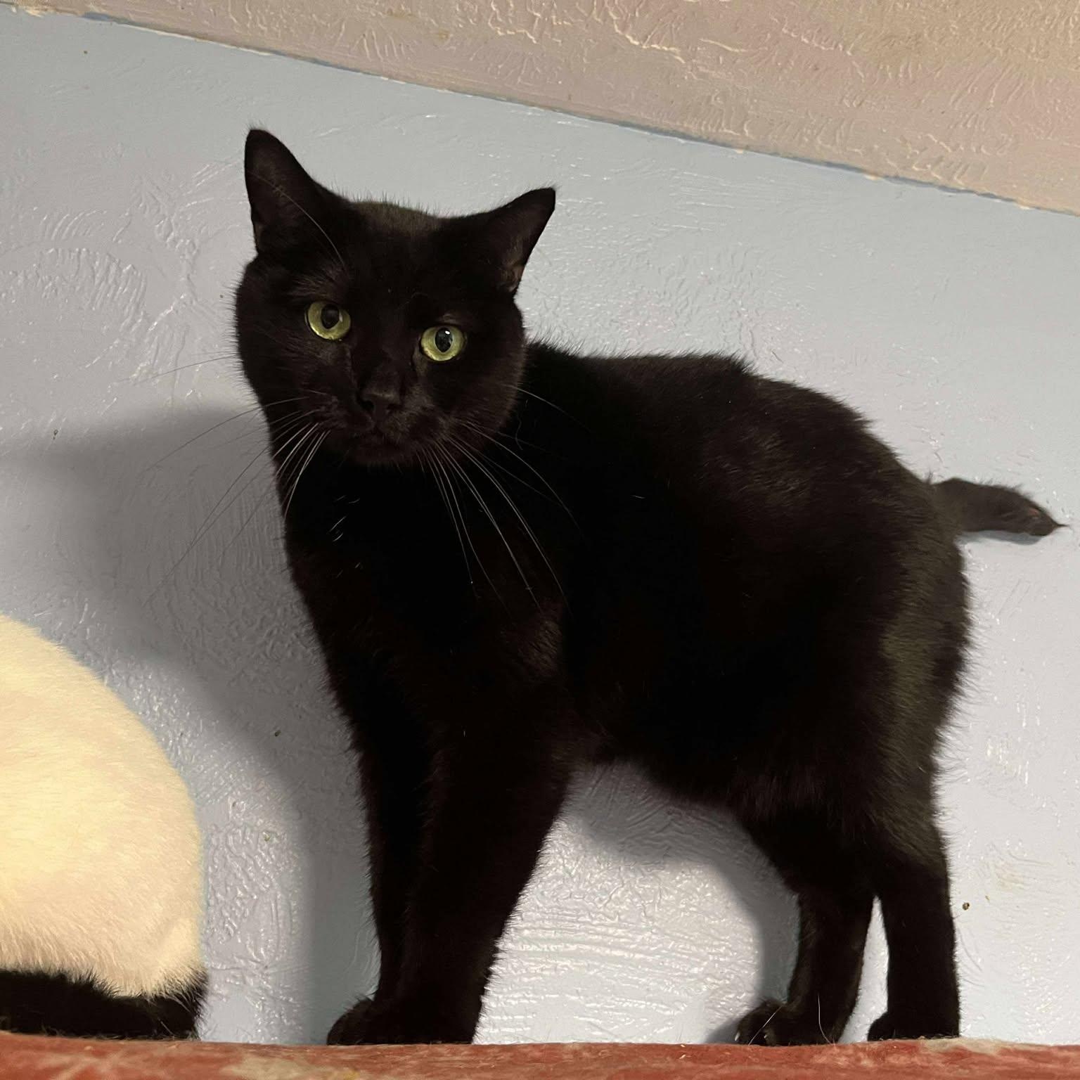 Enlarge Nabe, an adopted Domestic Short Hair in Shippenville, PA image 2/4