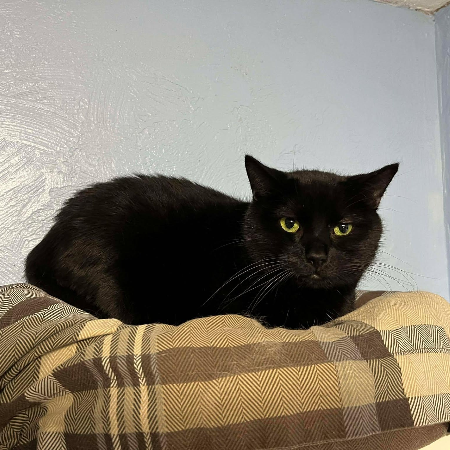 Enlarge Nabe, an adopted Domestic Short Hair in Shippenville, PA image 4/4