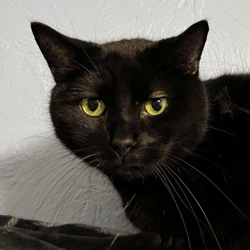 Nabe, adopted, Adult Male Domestic Short Hair.