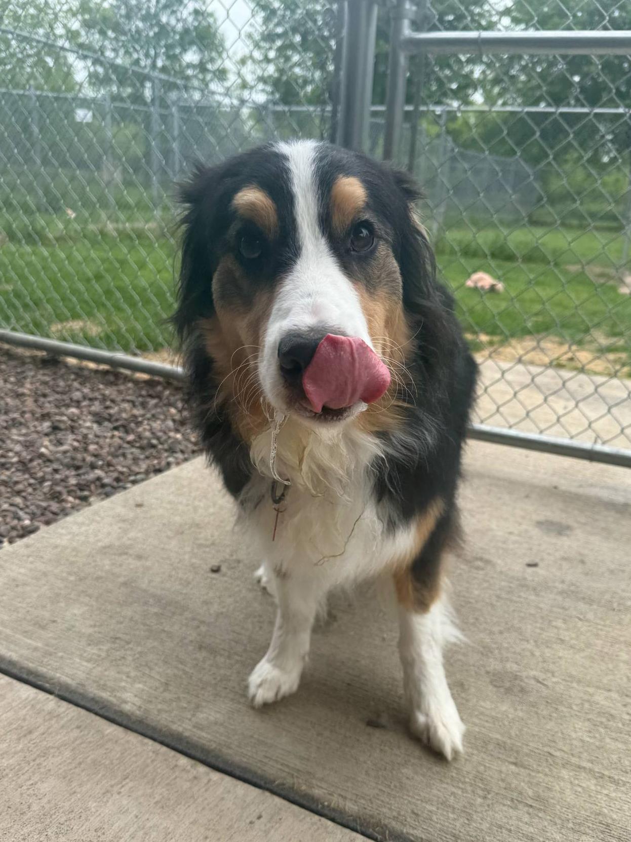 Bandit