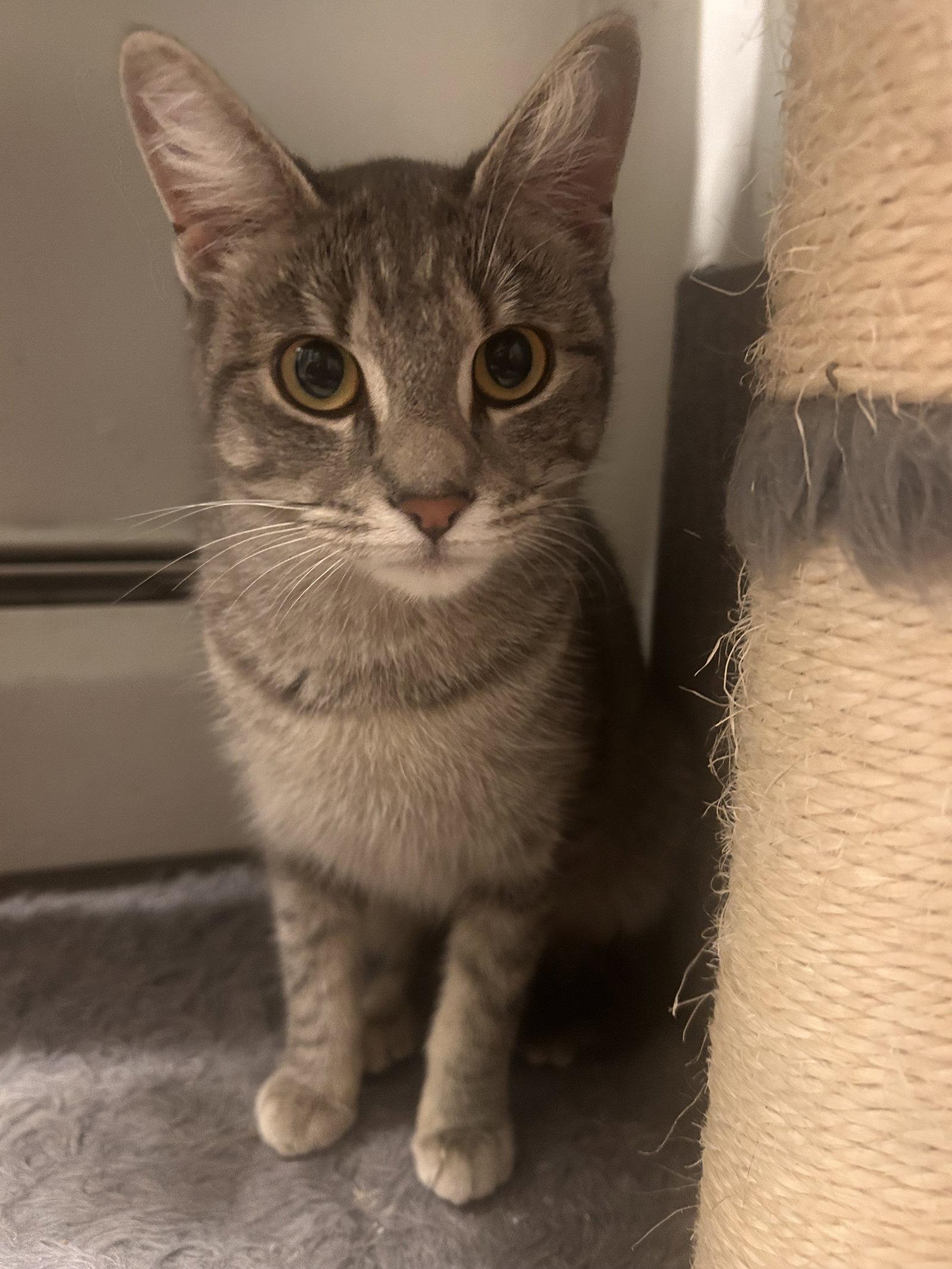 Maisie, Adoptable, Young Female American Shorthair.