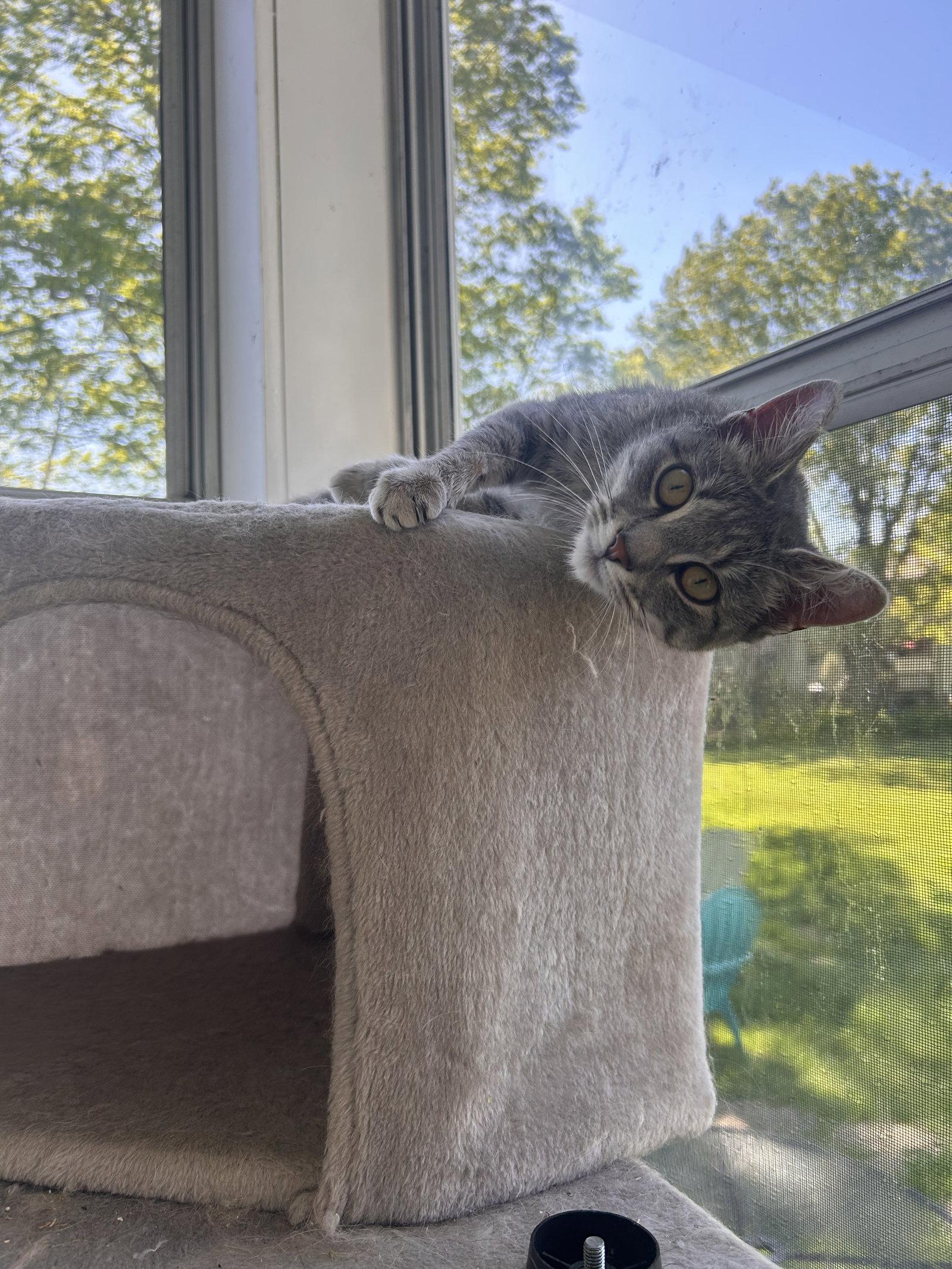 Maisie, a Adoptable American Shorthair in East Derry, NH image 2/3