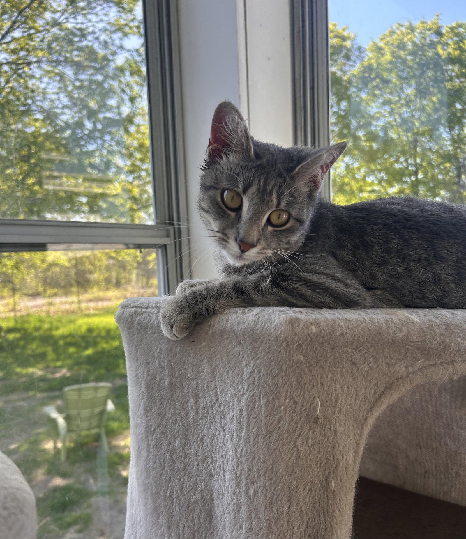 Maisie, a Adoptable American Shorthair in East Derry, NH image 3/3