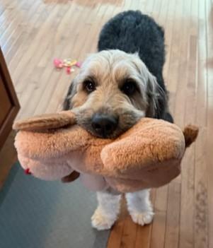 Hobbes, an adopted mixed breed in Palatine, IL image 2/6