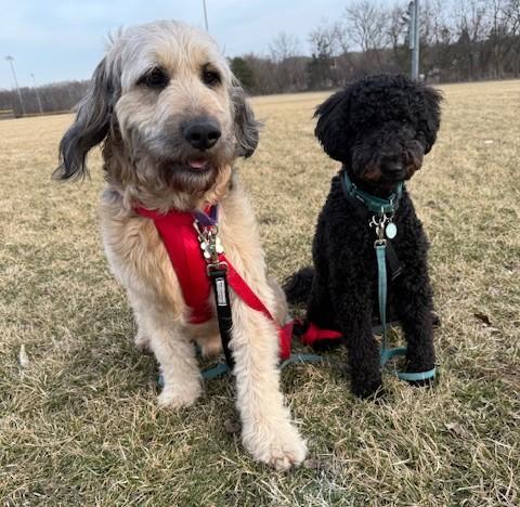 Hobbes, an adopted mixed breed in Palatine, IL image 6/6