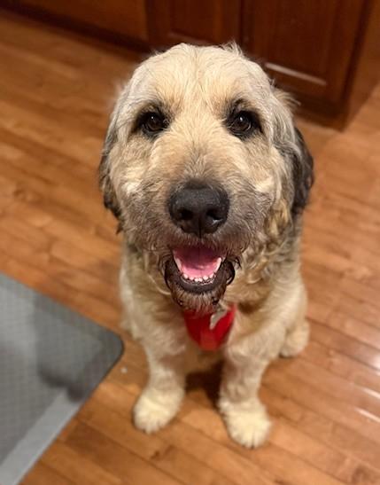 Hobbes, adopted, Adult Male Retriever & Mixed Breed.