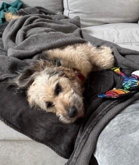 Hobbes, an adopted mixed breed in Palatine, IL image 3/6