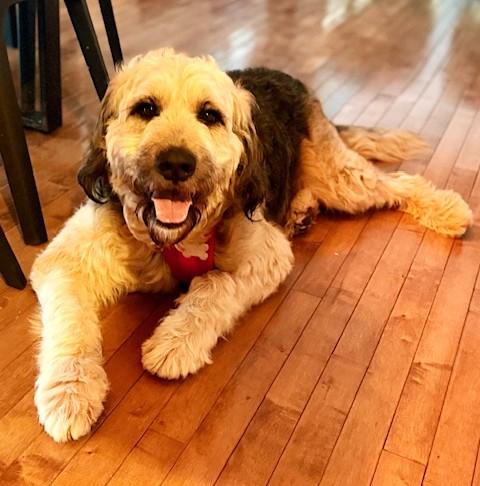 Hobbes, an adopted mixed breed in Palatine, IL image 4/6