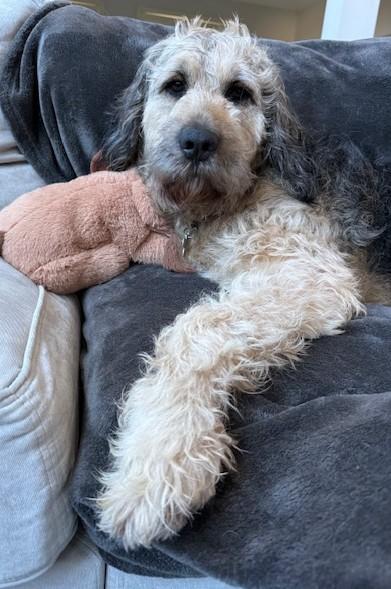 Hobbes, an adopted mixed breed in Palatine, IL image 5/6