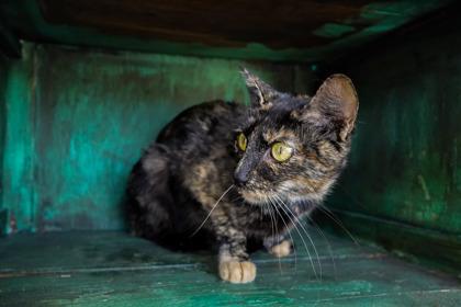 Enlarge Pringles, a Adoptable mixed breed in San Antonio, TX image 2/3