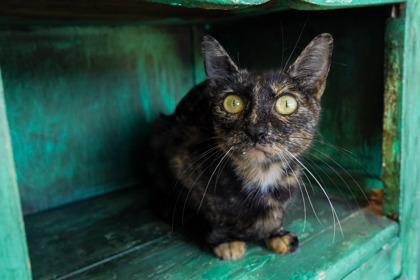 Enlarge Pringles, a Adoptable mixed breed in San Antonio, TX image 3/3
