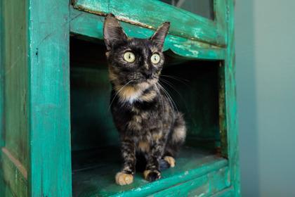 Enlarge Pringles, a Adoptable mixed breed in San Antonio, TX image 1/3