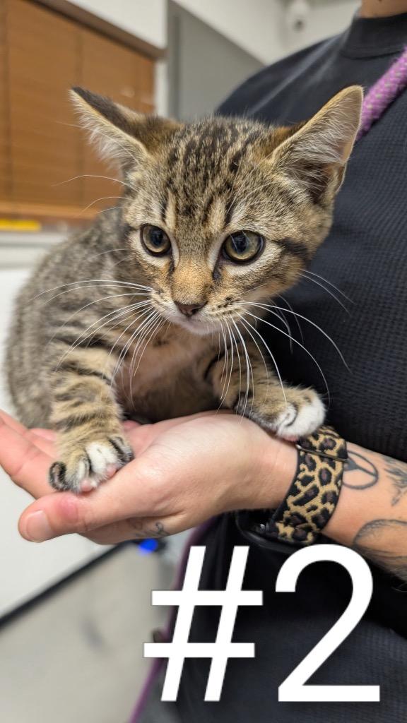 G-Benny, Adoptable, Kitten Male Domestic Short Hair.