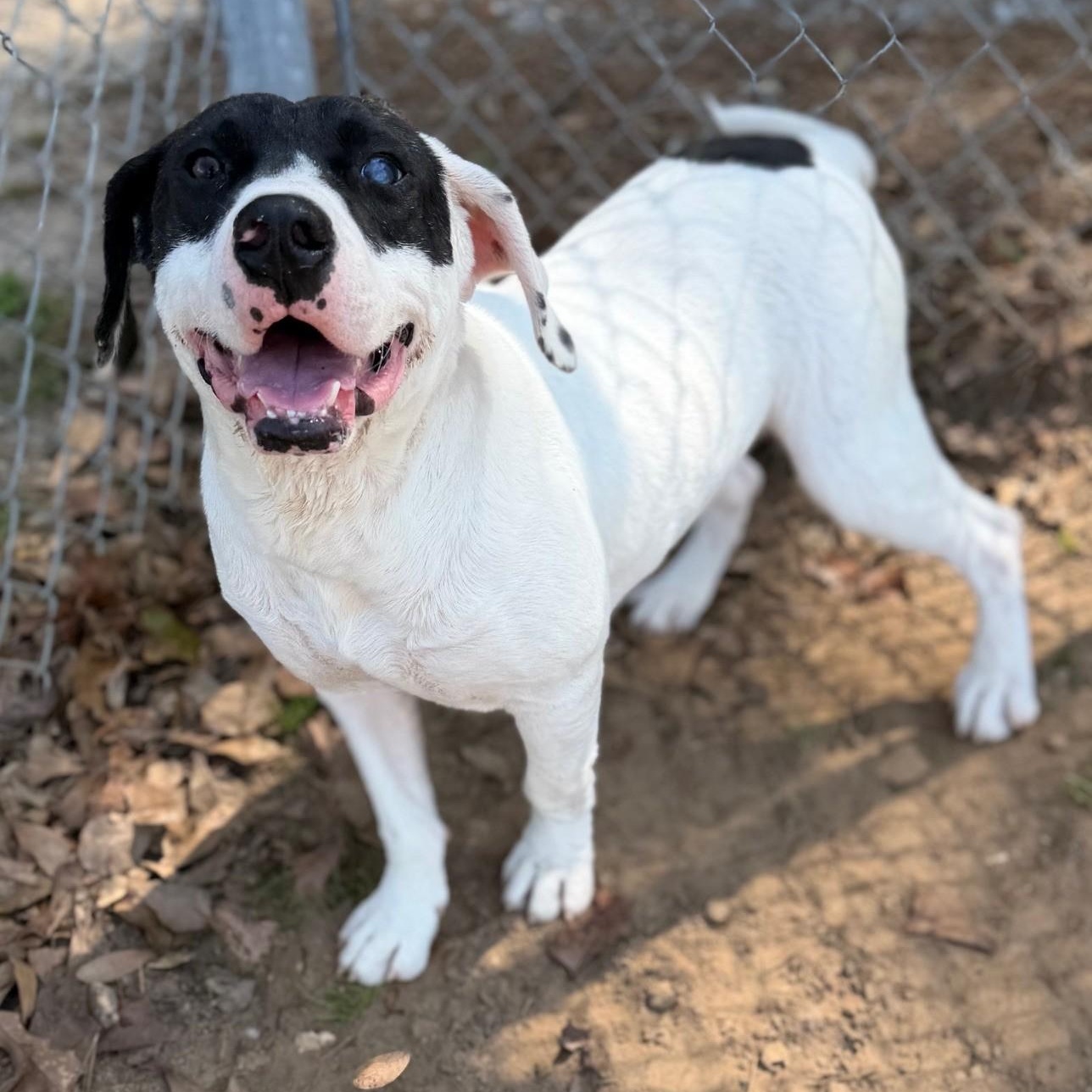 Hendrix, ADOPTABLE, Young Male Hound.
