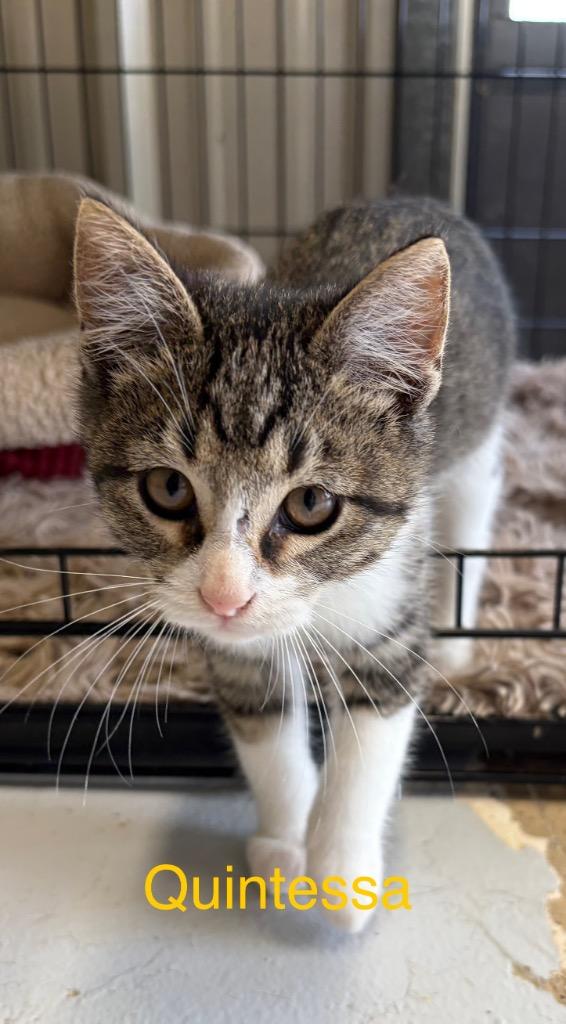 Quintessa thumbnail 3