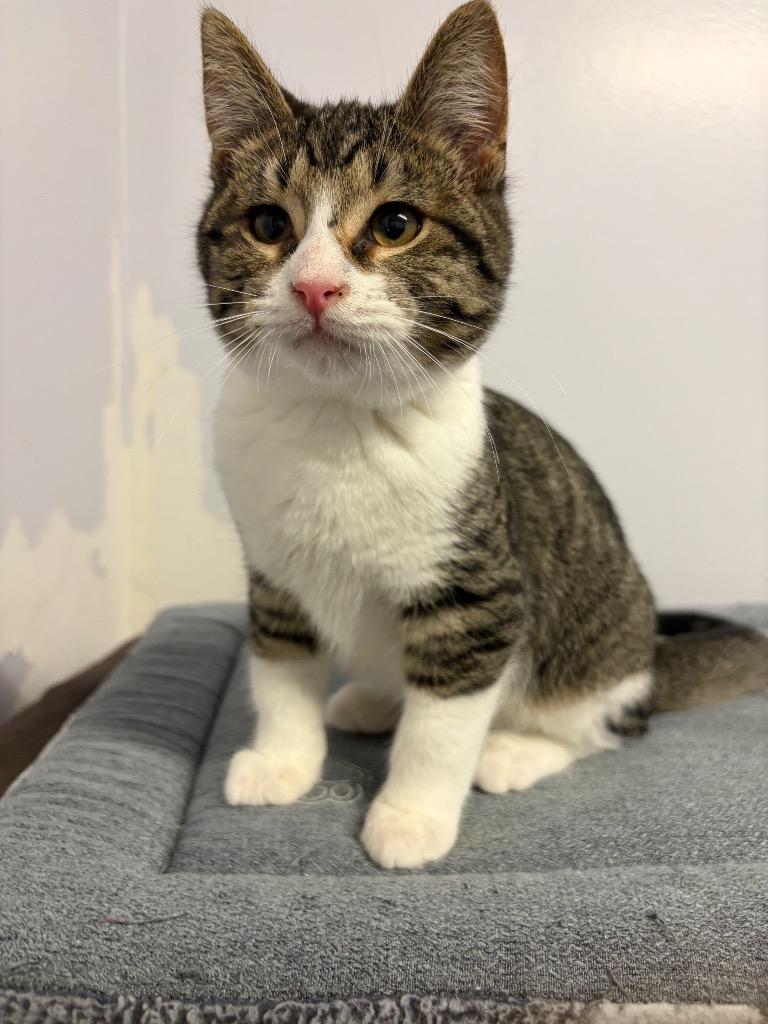 Quintessa thumbnail 4