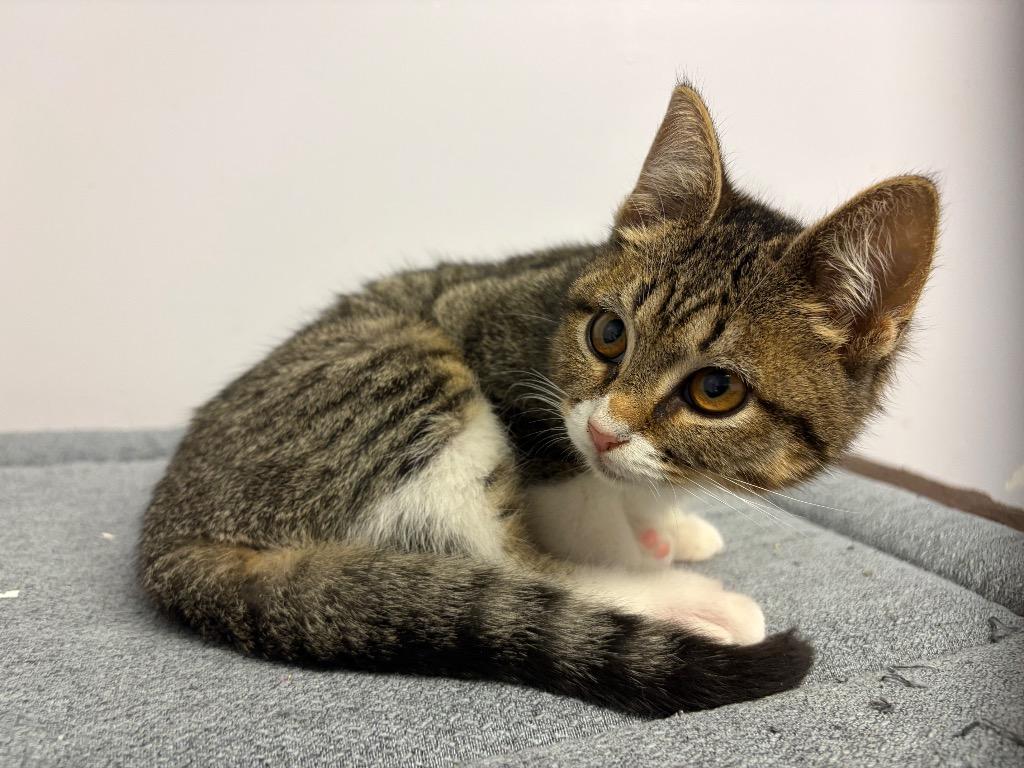 Quintessa thumbnail 5