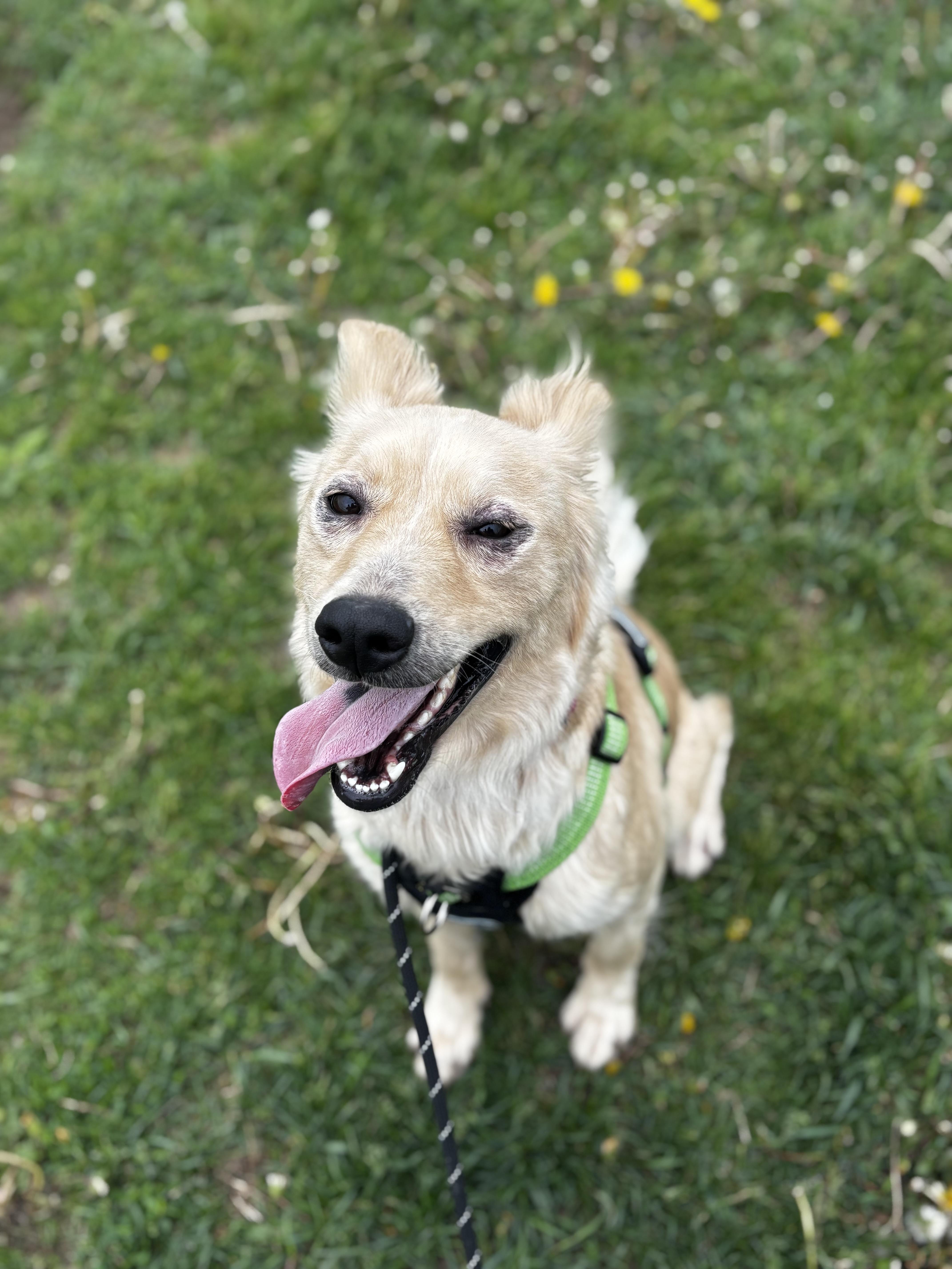 Maple, ADOPTABLE, Young Female Border Collie.