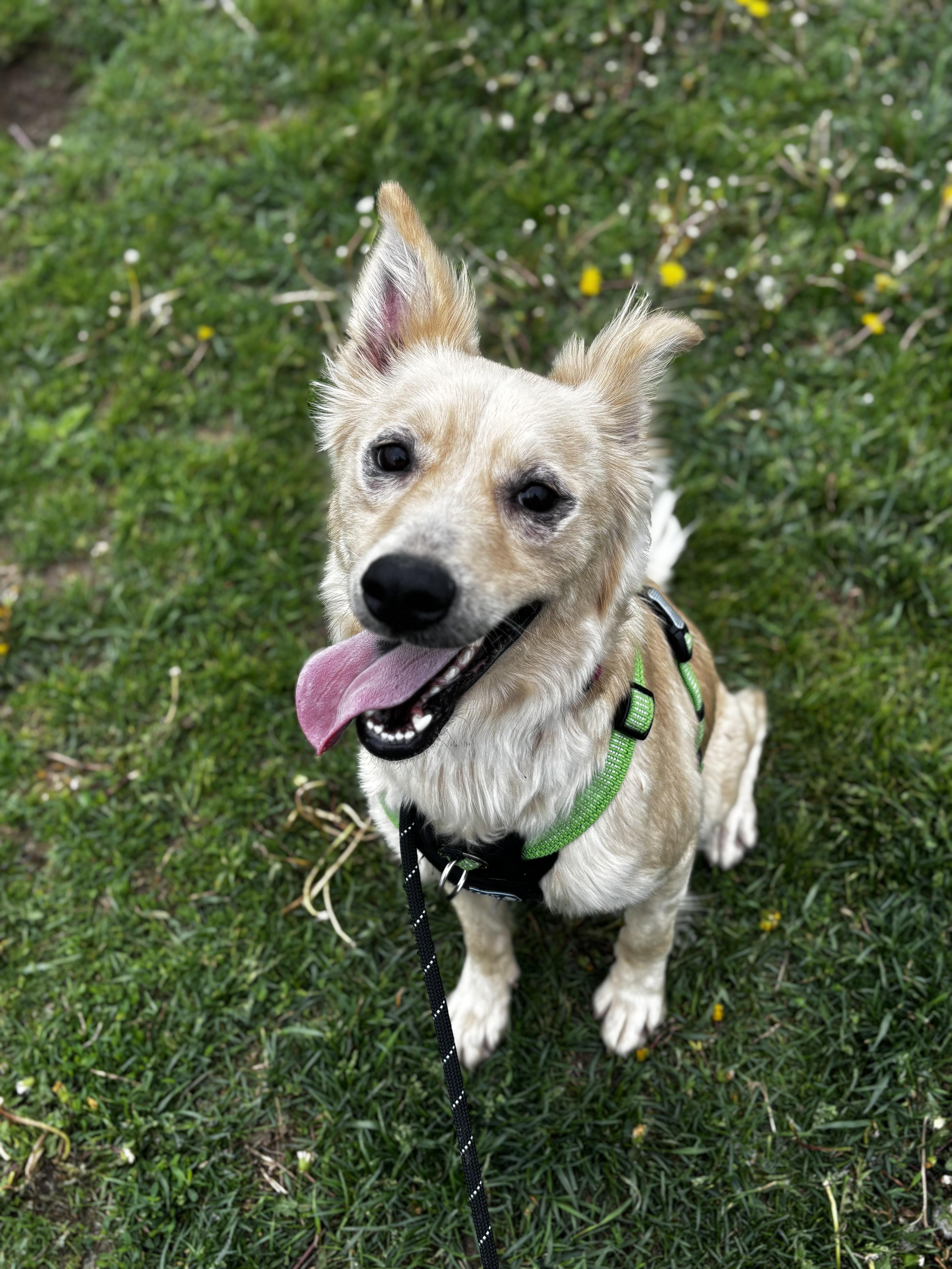 Maple, a ADOPTABLE mixed breed in Dodgeville, WI image 2/2