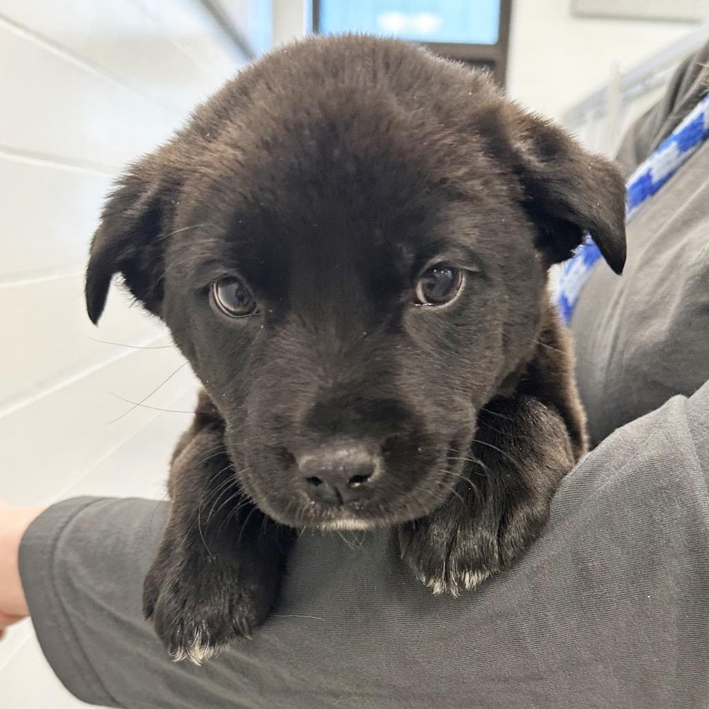 Salamander, Adoptable, Puppy Female Mixed Breed.