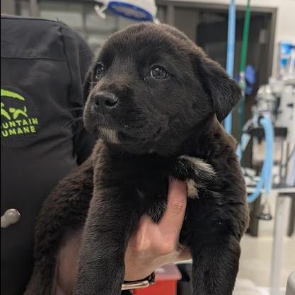 Salamander, a Adoptable Mixed Breed in Hailey, ID image 2/4