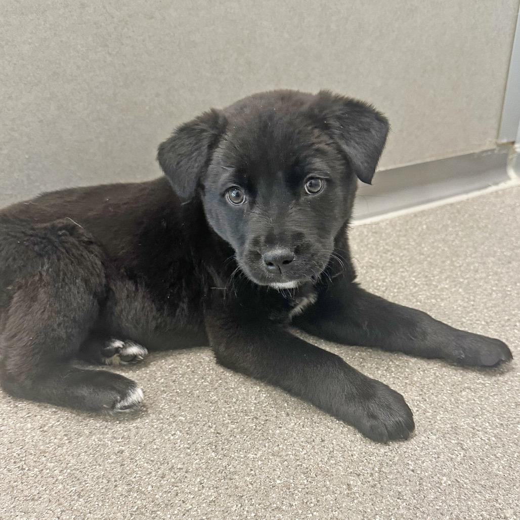 Salamander, a Adoptable Mixed Breed in Hailey, ID image 3/4