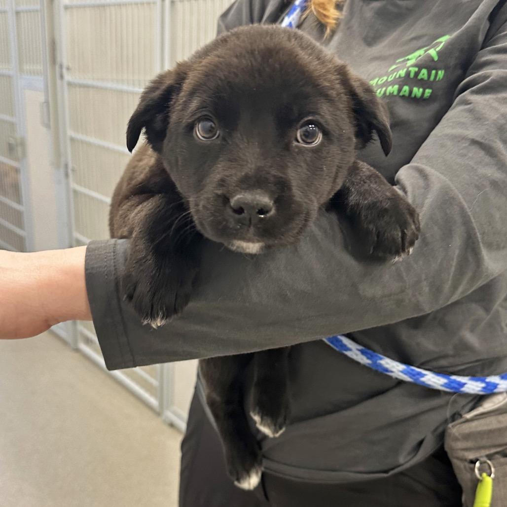 Salamander, a Adoptable Mixed Breed in Hailey, ID image 4/4