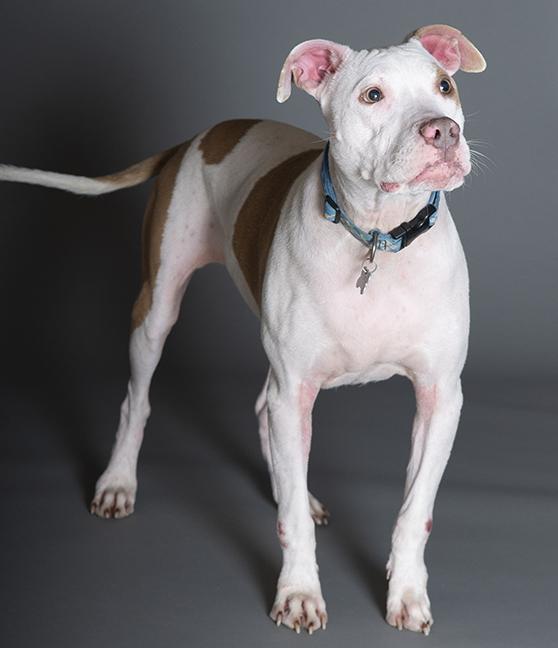 Hank, a ADOPTABLE Pit Bull Terrier in Chicago, IL image 4/6