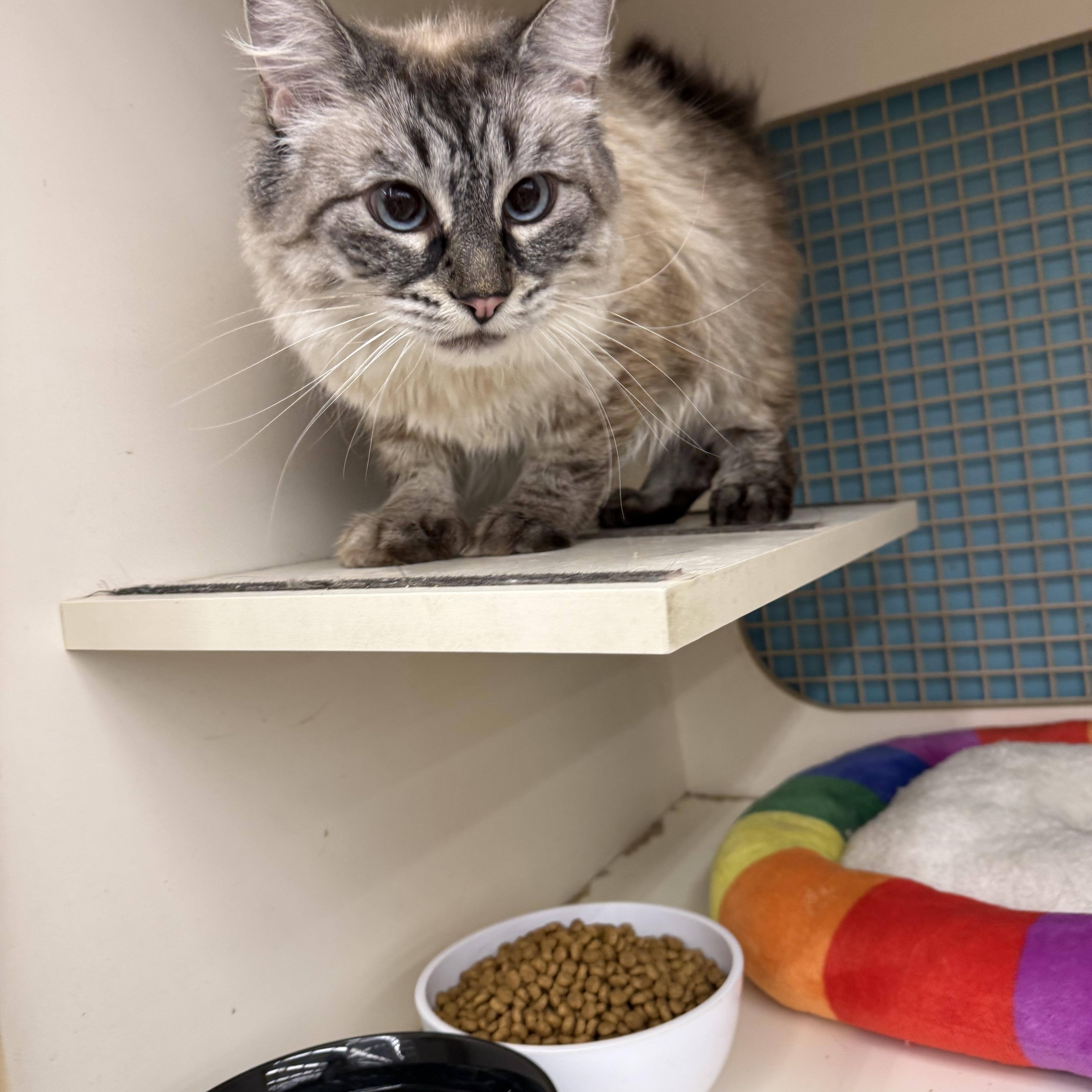 Gaia, an adopted Siberian in Las Vegas, NV image 2/2